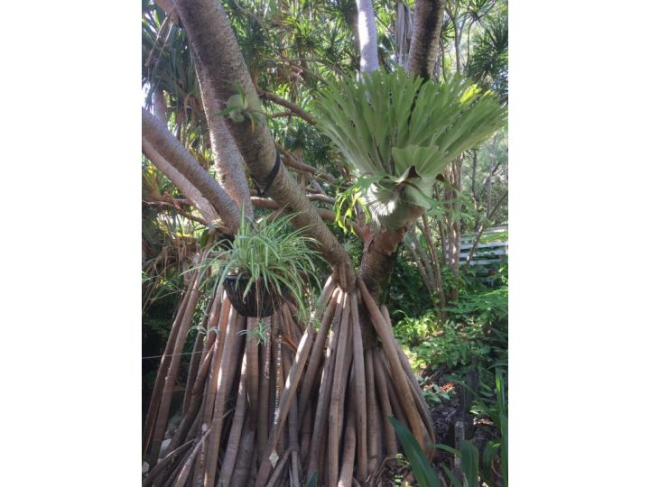 &#x27;The Tree House.&#x27; Treetop living near the ocean, Coolum Beach, QLD, Australia Villa, Coolum Beach - imaginea 20