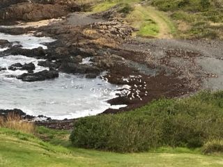 Absolute Oceanfront Cottage Guest house, Kiama - 3