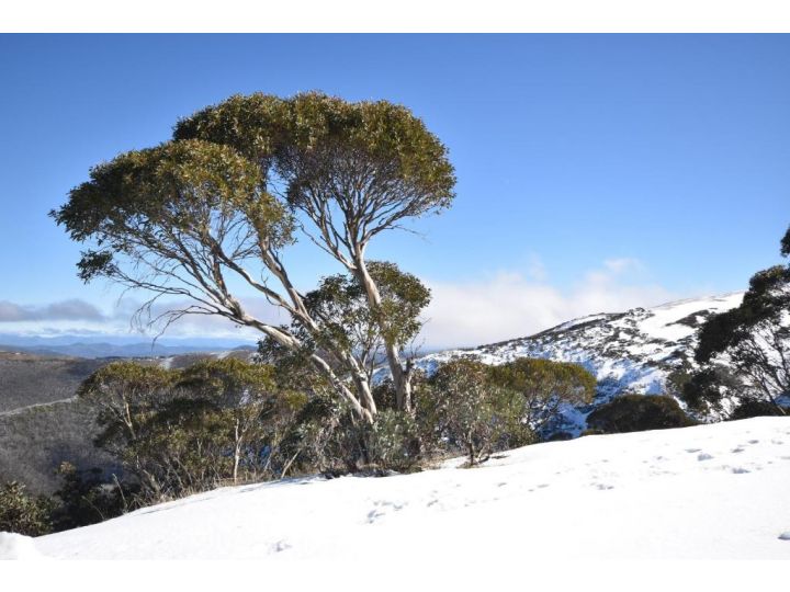 Alpine Heights 9 Guest house, Mount Hotham - imaginea 5