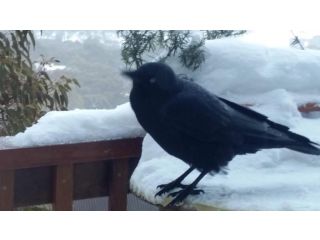 Aneeki Ski Lodge Hotel, Thredbo - 5