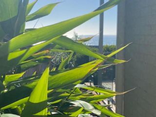 Beach bungalow on the ocean. Guest house, New South Wales - 3