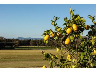 Brokenback Vineyard Cottage Guest house, Pokolbin - 1