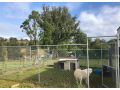 Bryn Glas Farm Stay Farm stay, Moruya - thumb 18