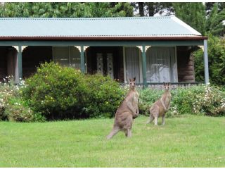 Cedar Lodge Cabins Hotel, Mount Victoria - 2