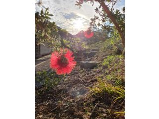 Charolais Cottage Guest house, New South Wales - 5