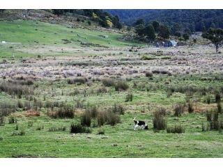 Currawong Lakes Tasmania Hotel, Tasmania - 4