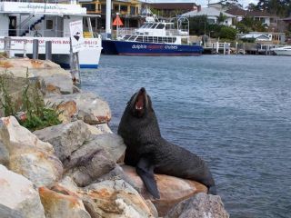 Dolphin Shores Hotel, Vincentia - 1