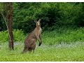 Forest view bungalow Guest house, Nambucca Heads - thumb 10