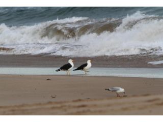 GALWAY COTTAGE Guest house, Queenscliff - 4