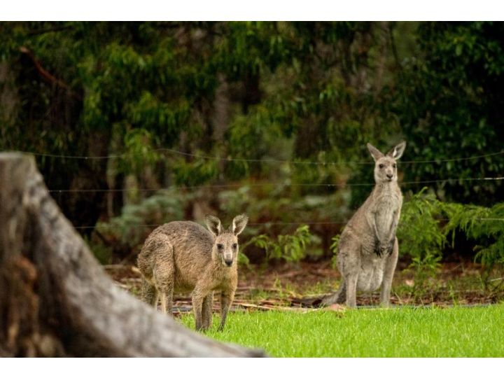 Kalaru Holiday Park Accomodation, Tathra - imaginea 2