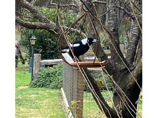 Ionaforest Yurt & Shepherds Hut Farm stay, New South Wales - 1