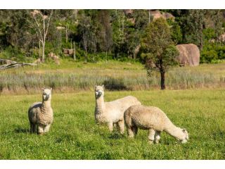 Idyllic Farm Stay Seclusion at Ithaca Cottage Guest house, New South Wales - 3