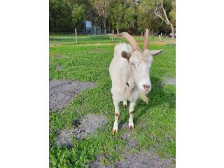 Kerriley Park FarmStay Farm stay, Western Australia - 3