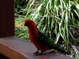 Mistinthegumtrees Eco Luxury Cabins Hotel, New South Wales - 3