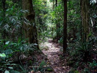 Springbrook Lyrebird Retreat Hotel, Springbrook - 2