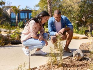 Wildlife Retreat at Taronga Hotel, Sydney - 5